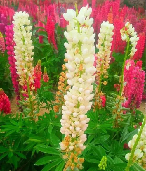 11_副本11.jpg 11_副本11.jpg